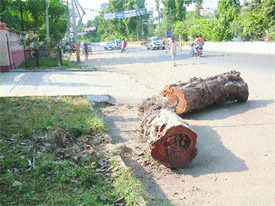 Chopped tree trunks lying on the roadside