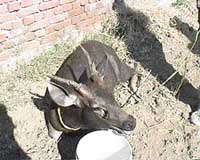 The injured sambhar being fed by residents of Chak Sarwan Nath village