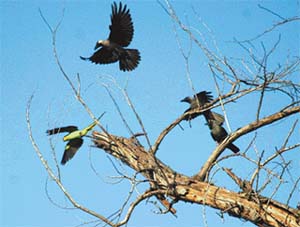 Struggle for survival is part of life, whether on earth or in the air