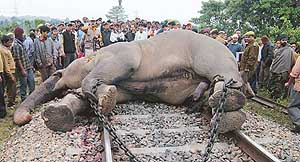 Villagers look at the dead elephant lying on a railway track in Chandrap, near Guwahati, on Thursday. The 40-year-old wild male elephant was killed in a head-on collision with a train. 
