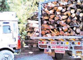 Timber-loaded trucks that were impounded by the forest officials at a naka on the Dasuya-Hazipur road near Hoshiarpur