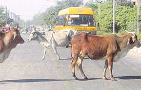 Stray cattle moving around on the road