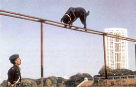 A labrador being trained to walk on a bar