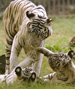 White tiger cubs play with their mother in an enclosure at the New Delhi zoo
