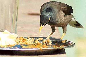 This bird tries to find out by tasting the leftovers that these students have left on their plates