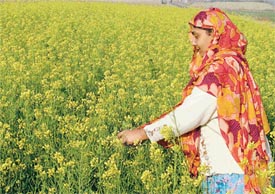 Harvesting golden crop in a field in Ludhiana suburb