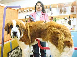 Anamika grooms a dog client at her saloon