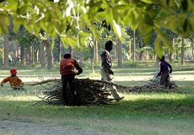POOR MANS LPG: Labourers collecting dry wood from a park in Chandigarh to keep fires burning at home