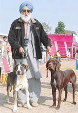 An American pit bull terrier at the dog show organised at PAU in Ludhiana
