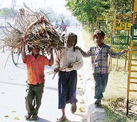 After collecting firewood during daytime, these children head for home to spend a comfortable night in Ludhiana