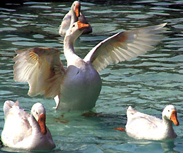 These swans adorning the lily pond of the Ashok Hotel in the Capital were in a playful mood on Friday as they went through a repertoire of dance moves to the delight of the hotel guests