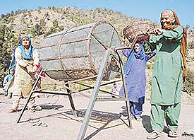 Women of Chaplana and Dhaman villages of Morni process ginger into saunth on Sunday.