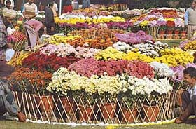 The Terraced Garden in Chandigarh's Sector 33 wears a festive look on Monday with preparations on for the Chrysanthemum Show scheduled to begin on Tuesday