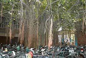 The 400-year-old banyan tree, with a 15-feet broad trunk, stands tall near the old scooter parking at the ISBT