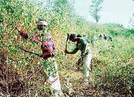 In a cover-up operation, officials of the Department of Forest clear lantana from the area that was supposed to have saplings planted under the Japan-aided project in the Donera area in Gurdaspur district on Monday