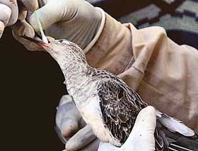 Sputum being extracted from a migratory bird by UT wildlife officials for testing against avian flu in Chandigarh