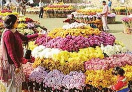 A visitor to the Chrysanthemum Show at Terraced Garden capturing in camera blooming flowers soon after the show's inauguration in Chandigarh