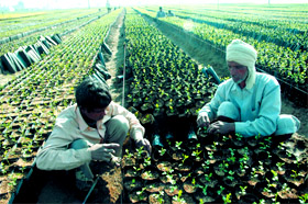 Labourers plant saplings in a nursery set up by PAGREXCO at Jallowal village in Jalandhar