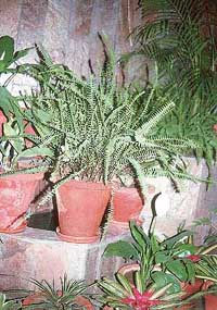 Ferns flourish in bathrooms