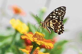 A lime butterfly sucking nectar