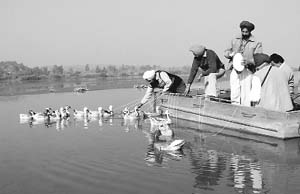 Forest officials floating artificial birds in a wetland of Ropar