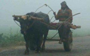 Cutting through the fog, a farmer near Attari lumbers towards his field on his bullock cart.