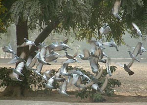 Pigeons take-off after a hearty meal.
