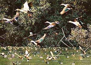 Migratory birds frolic at Chhatbir Zoo near Zirakpur on Saturday. 