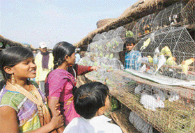 Besides cattle, birds are also sold at the fair