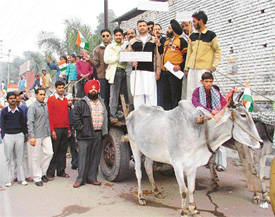 Activists of the District Youth Congress take out an anti-addiction rally on a bullock cart outside Ludhiana Civil Hospital on Tuesday