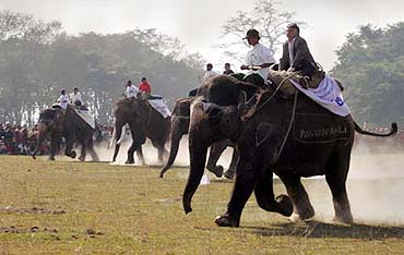 Participating elephants run to the finish line during an international elephant race competition in Chitwan