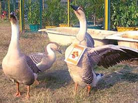 Students of the Shivalik Institute of Education devise a novel way of wishing people a happy New Year by hanging a greeting card around a duck's neck in Mohali on Thursday