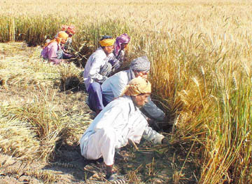 HIGH YIELD: Education of farmers will facilitate adoption of improved technology.