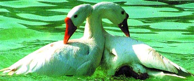 This swan pair seems to be united in life aThis swan pair seems to be united in life as it swims on the eve of New Year in the Capital it slowly swims on the eve of New Year in the Capital