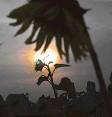 As the sun sets on the last day of 2005, Ludhiana Tribune wishes its readers a very happy, healthy and prosperous New Year. 
