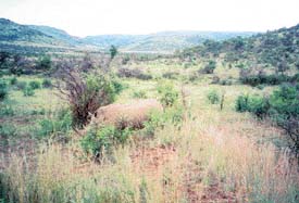 rhino sighting in South Africa