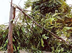 A snapped tree trunk on the road separating Sectors 20 and 30 after a dust storm hit Chandigarh on Monday morning.