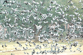 Some diving, others flying, pigeons put up their impressive show in Sector 17, Chandigarh, on Thursday. 