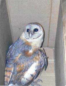 A barn owl which was rescued by the PFA after it got entangled in a kite thread in Ludhiana