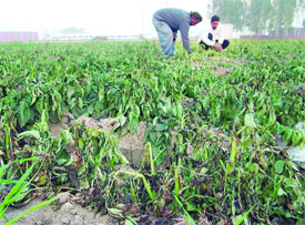 A view of wilted leaves of potato crop in the region. The sub-zero temperature prevailing here has created a panic among potato farmers here