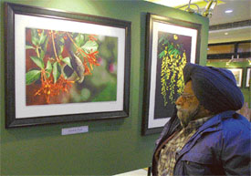 An art lover looks at the photographs exhibited at Drishtikon at Satluj Club 
