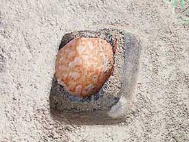 A drum containing jaggery mixed with water buried in a pucca street at Chani Beli village in Gurdaspur district.