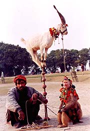 Street shows are popular both in Amritsar and Lahore