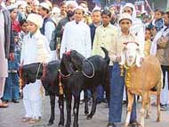 while goats being readied for sacrifice to mark the Eid-ul-Zuha celebrations