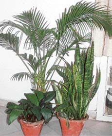 Indoor plants add freshness to environment