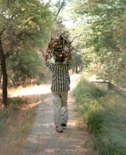 A labourer carries wood after collecting from the Sultanpur National Park, near Gurgaon.