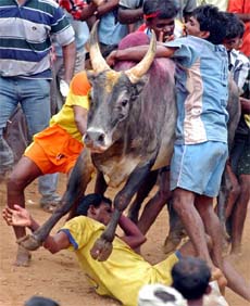 Villagers try to hold down a bull during a bull-taming festival in Palamedu village, 500 km southwest of Chennai