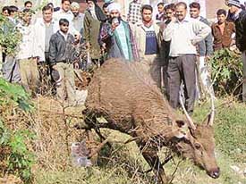 Sohana villagers look at sambar after it was pulled out from a village pond in Mohali on Thursday. 