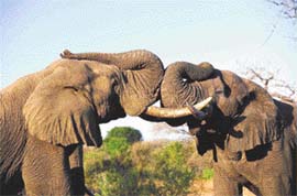 Southern Africa now has too many elephants