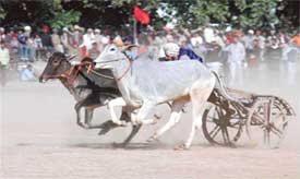 A bullock cart race in progress on the final day of the 10th annual sports festival at Bondli, Samrala, about 45 km from Ludhiana, on Sunday